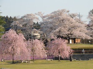 DSCN2503